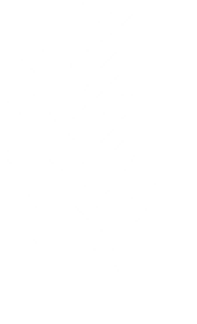 branche d'olivier gauche