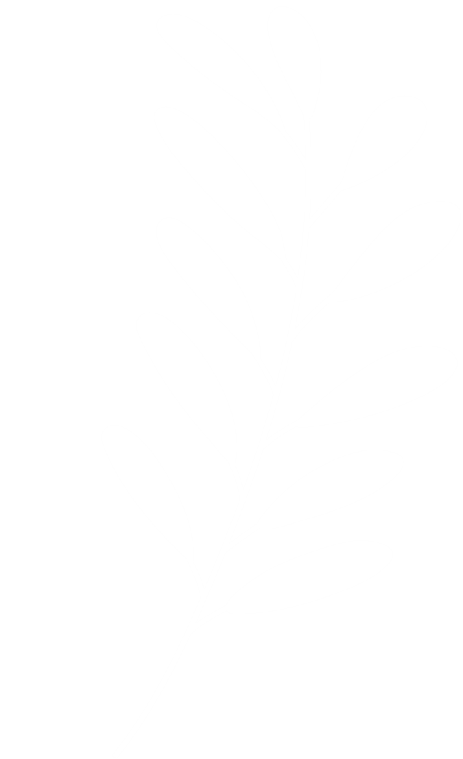 branche d'olivier droite